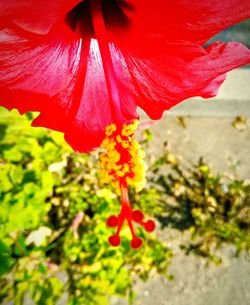 Close-up of red flower