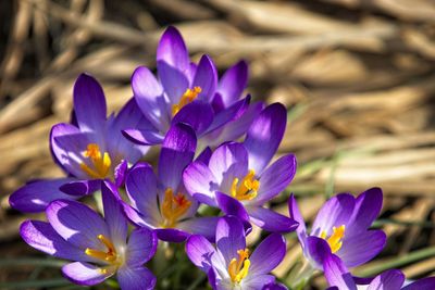 Close-up of purple crocus flowers