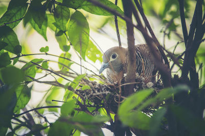 Bird perching on a tree