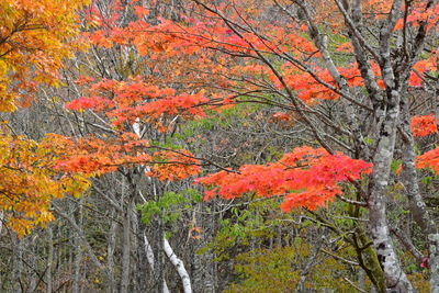 Trees and plants in forest during autumn