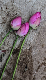 Close-up of pink tulips