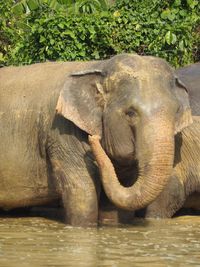 Close-up of elephant in lake