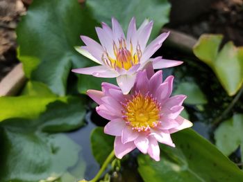 Close-up of purple lotus water lily in pond