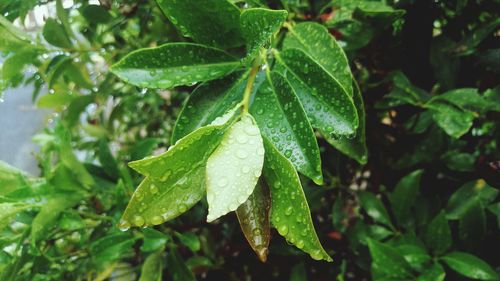 Close-up of raindrops on leaf