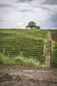 Scenic view of agricultural field against sky