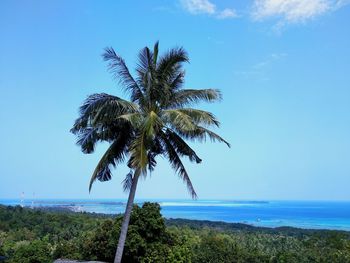 Palm trees on beach against blue sky