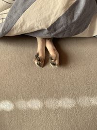 Dog under blanket 