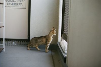 Side view of cat looking through window