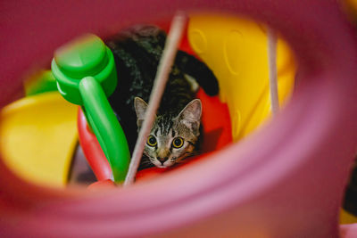 Close-up portrait of a cat