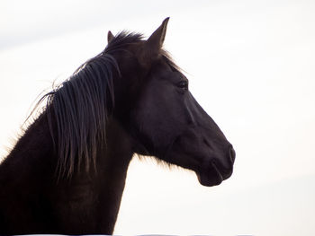 Side view of horse against sky