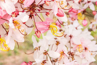 Close-up of pink cherry blossoms