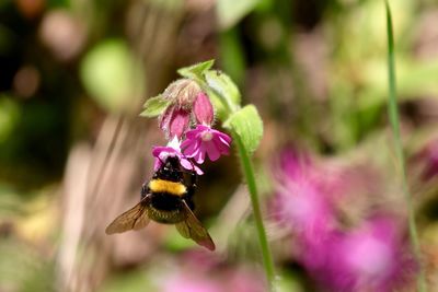 Close-up of bee pollinating on flower