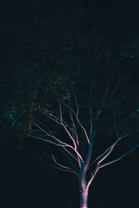 Low angle view of illuminated tree at night