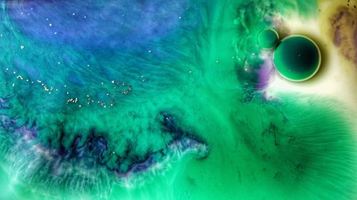 Close-up of jellyfish in water