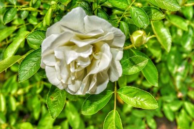 Close-up of white rose blooming outdoors