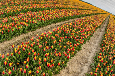 Scenic view of red tulip flowers on field