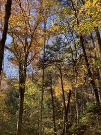 Low angle view of trees in forest during autumn