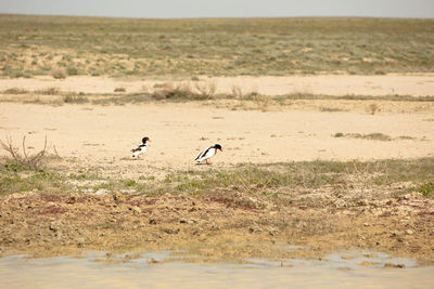 View of birds on land