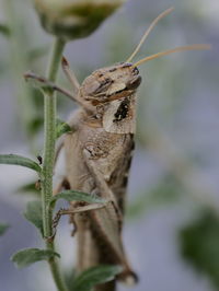 Close-up of insect on plant