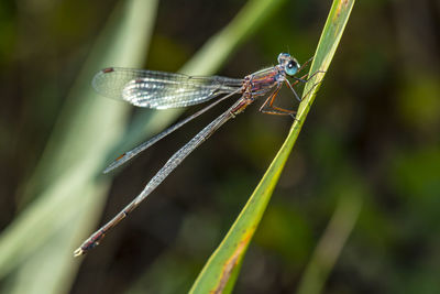 Close-up of dragonfly on blade of grass