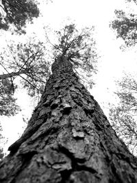 Low angle view of tree trunk