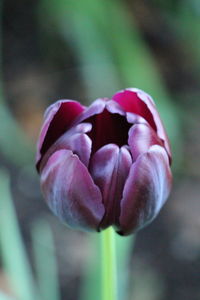 Close-up of pink tulip