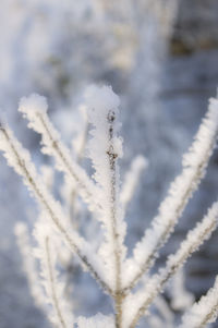 Close-up of plant against blurred background