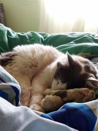 Close-up of cat sleeping on sofa at home