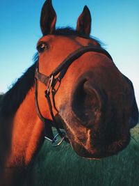 Close-up of a horse