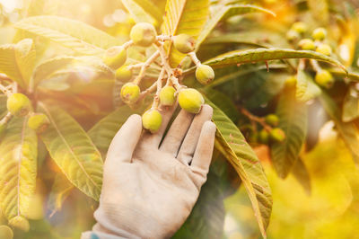 Cropped hand of woman picking fruit
