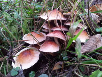 Close-up of mushroom growing on field