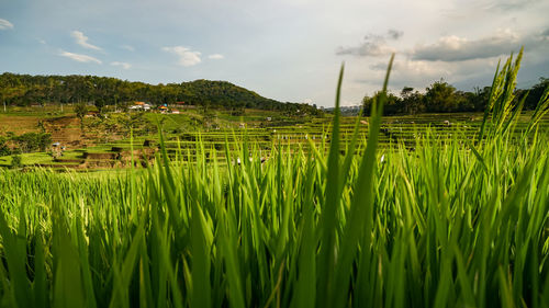 Scenic view of agricultural field against sky