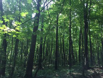 View of trees in forest