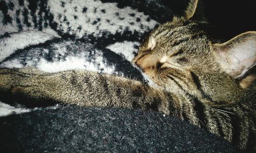 Close-up of cat resting