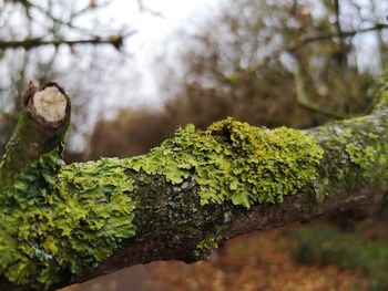 Close-up of moss growing on tree trunk