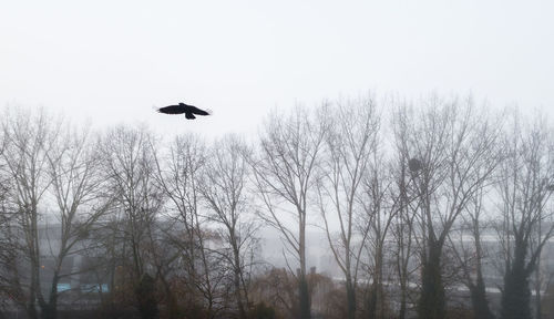 Low angle view of silhouette bird flying against clear sky