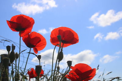 Close-up of red poppy flowers against sky