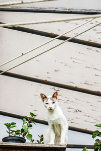 Portrait of cat sitting on wooden wall