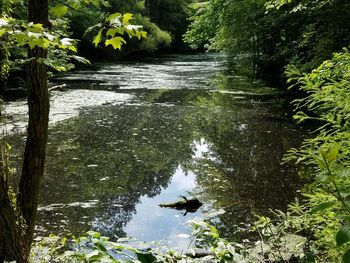 Reflection of trees in water