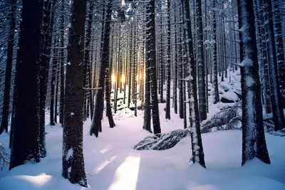 Sunset in deep snowy forest