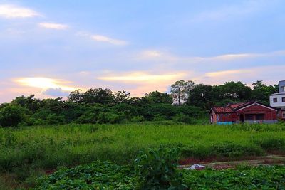 Scenic view of grassy field against sky