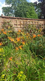 Close-up of plants against the sky