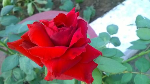 Close-up of red rose