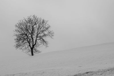 Bare tree on field against clear sky during winter