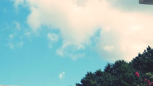 Low angle view of trees against blue sky