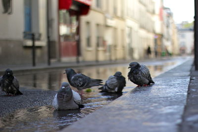 Pigeons with puddle on street during monsoon