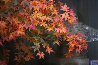 Close-up of maple leaves on tree during autumn