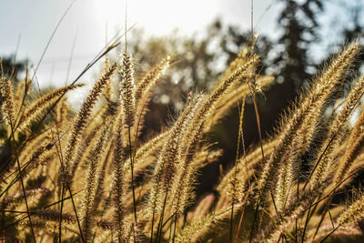 Close-up of stalks in field against sky