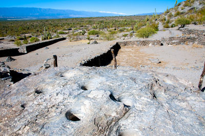 View of a dog on landscape