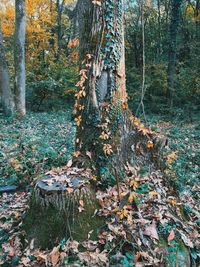 Trees in forest during autumn